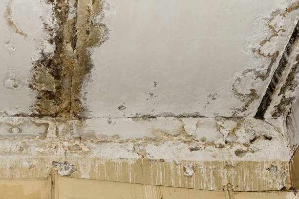 Best Mold Damage Restoration  in Prospect, PA