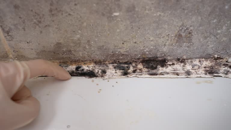 Professional Mold Inspection, Removal & Remediation in Prospect, PA